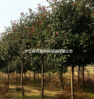 高桿紅葉石楠8-12公分，（安徽合肥）