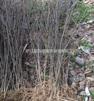 供應榔榆小苗1cm到5cm