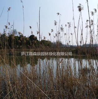 供應水生植物蘆葦