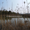 供應水生植物蘆葦
