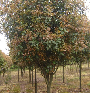 安徽紅葉石楠*新報價/紅葉石楠圖片