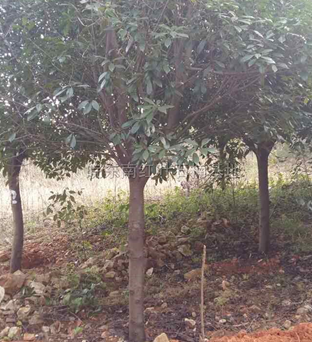 安徽高桿紅葉石楠