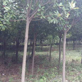安徽高桿紅葉石楠3*新報價/高桿紅葉石楠3圖片