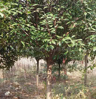 安徽高桿紅葉石楠4介紹