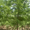 銀杏 銀杏苗木 銀杏樹 安徽銀杏 銀杏價格