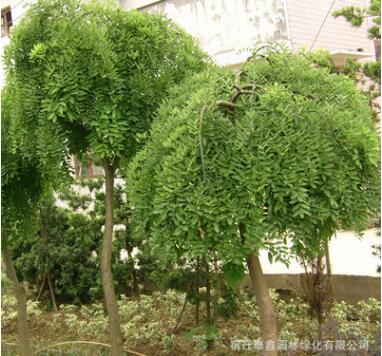龍抓槐樹(shù)苗批發(fā)園林綠化苗木精品造型樹(shù)龍爪槐苗 行道觀葉植物