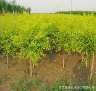 中華金葉榆樹(shù)苗批發(fā)工程綠化苗木道路風(fēng)景樹(shù)嫁接金葉榆苗