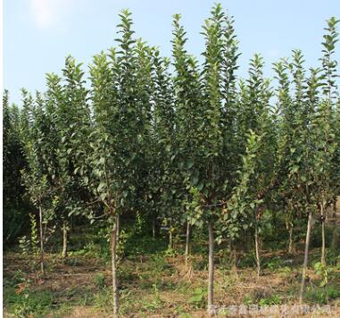 西府海棠樹(shù)苗批發(fā)市政園林工程綠化苗木庭院觀賞西府海棠花苗