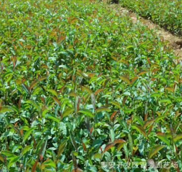 大批量生產銷售各種品種垂絲海棠 供應新品種垂絲海棠