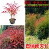 南天竹苗紅天竹 南天竹苗 紅天竹苗南天竺綠化苗批發(fā)