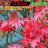 批發(fā)正宗 紅楓樹(shù)苗 行道樹(shù)綠化苗木 紅楓小苗 5 8 10公分粗