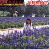 藍(lán)花鼠尾草種子 蘭花鼠尾草種子 藍(lán)色花卉種子 多年生觀賞