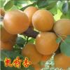 果樹(shù)苗雙甜杏紅豐紅玉金太陽(yáng)杏樹(shù)苗杏子苗樹(shù)苗 盆栽/地栽杏子苗
