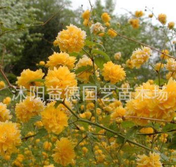 大量出售 棣棠苗 小苗批發(fā) 量大優(yōu)惠 綠化苗木 規(guī)格齊全