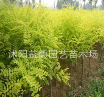 供應金枝槐 黃金槐 黃槐 槐樹 金枝國槐 綠化工程