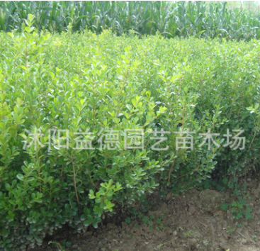批發(fā)大葉黃楊優(yōu)質大葉黃楊 綠化工程品種齊全 量大優(yōu)惠