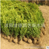 批發工程綠化苗木 雀舌黃楊 黃楊苗 黃楊球 綠籬護坡