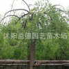 垂槐綠化工程苗木批發 垂槐樹苗 龍爪槐苗 規格齊全 園林道路綠化