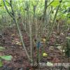 基地批發(fā)園林工程綠化用苗芙蓉花苗