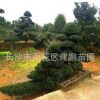 批發(fā)供應(yīng)15-20公分造型羅漢松 園林別墅景觀植物 造型羅漢松盆景