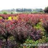 批發密枝紅葉李 紫葉李 彩葉苗木基地 湖南5公分密枝紅葉李紫葉李