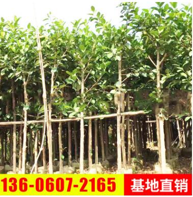 產(chǎn)地直銷高山榕 精品高山榕 高山榕價格