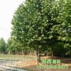 供應(yīng)工程園林綠化速生法桐樹苗 觀葉綠植園林苗木行道法桐樹