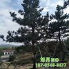 綠化苗種植基地暢銷各種造型景松 合理價供應(yīng)盆栽地栽造型景松