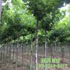 批發(fā)出售現(xiàn)挖現(xiàn)賣優(yōu)良法桐樹 適應(yīng)性強較耐寒落葉大喬木法桐樹