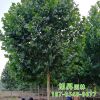 園林直銷防護樹風(fēng)景樹濕地綠化露地法桐訂 成活率高易管理法桐樹
