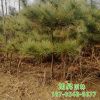 園藝場培育種植出售油松樹形造型優(yōu)美規(guī)格齊全園林綠化苗木油松
