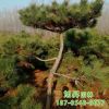 基地長期種植出售油松 自產(chǎn)直銷油松綠化工程造型優(yōu)美 油松樹