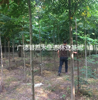 3-10公分精品黃山欒樹