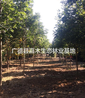 精品直桿無患子供應