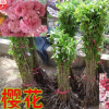 產地直銷優質櫻花樹苗