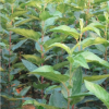 臨沂甜茶小水苗價格木瓜小水苗批發杜梨小水苗供應