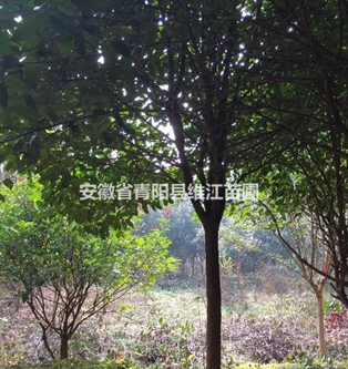 紅葉石楠樹，地徑6-8公分低價(jià)