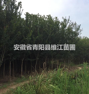 安徽紫薇低價(jià)，規(guī)格齊全