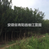 安徽紫薇低價(jià)，規(guī)格齊全