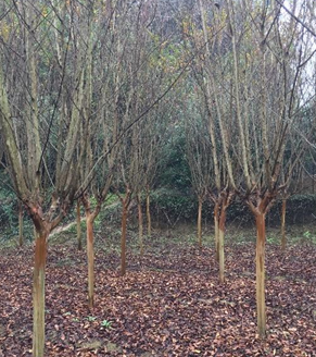 紫薇（3-8）公分低價(jià)供應(yīng)