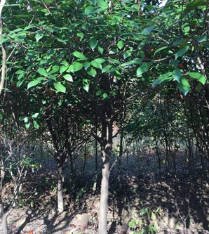 紅葉石楠（6-8）公分低價(jià)供應(yīng)