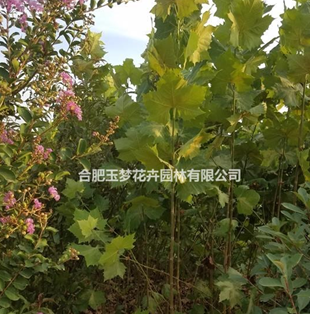 安徽合肥長豐縣法桐，大法桐，法國梧桐，速生法桐，環保法桐