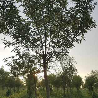 安徽合肥長豐縣大量紅葉李、紅葉石楠、欒樹、桂花供應