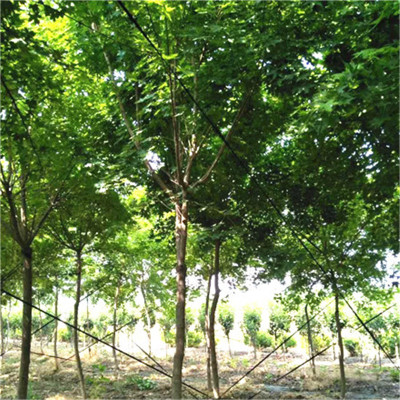基地直銷(xiāo)觀(guān)賞樹(shù)五角楓 現(xiàn)挖現(xiàn)賣(mài)帶球發(fā)貨園林庭院綠化五角楓