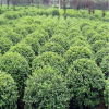 供應江西花卉園林綠化苗木 海桐 海桐球 江西樹苗批發 自產自銷