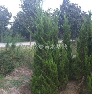 低價處理龍柏，龍柏價格