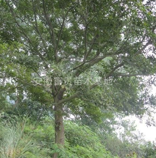 樸樹 安徽樸樹