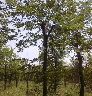 低價出售樸樹，樸樹價格