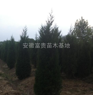 低價出售2.5米蜀檜供應 2.5米蜀檜價格