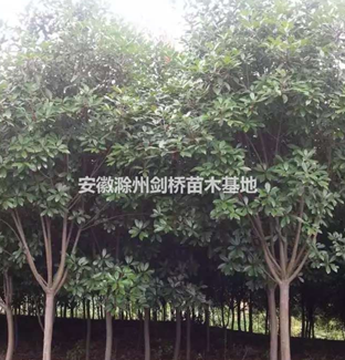 桂花 桂花樹基地 桂花樹價格 安徽桂花樹